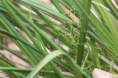 Dianella brevipedunculata