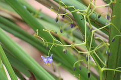 Dianella brevipedunculata