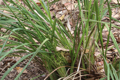 Dianella brevipedunculata