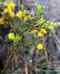 Acacia lineata