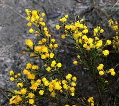 Acacia lineata