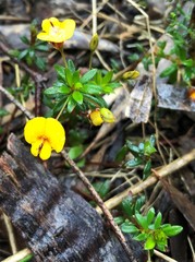 Pultenaea pedunculata