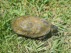 Emys orbicularis hellenica