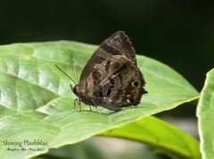 Flos fulgida singhapura