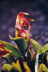 Maxillaria quelchii