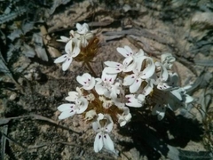 Stylidium crossocephalum