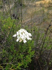 Stylidium crossocephalum
