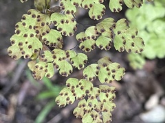 Adiantum raddianum