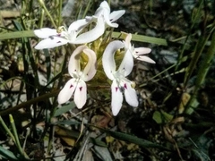Stylidium crossocephalum