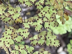 Adiantum raddianum