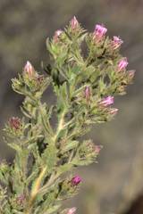 Streptoglossa decurrens