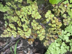 Adiantum raddianum