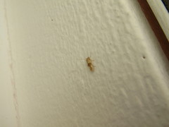 Stathmopoda auriferella