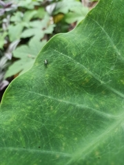 Diptera
