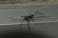 Evania appendigaster