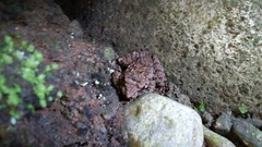 Limnonectes microdiscus