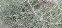 Caroxylon imbricatum