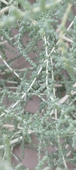 Caroxylon imbricatum