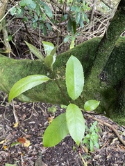 Melicytus ramiflorus