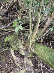 Melicytus ramiflorus