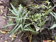 Pteris cretica