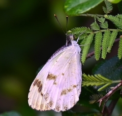 Colotis aurora