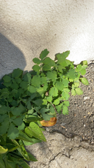 Chelidonium majus
