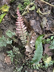 Blechnum parrisiae