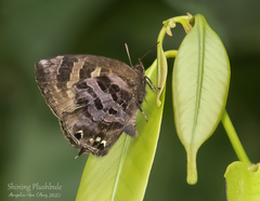 Flos fulgida singhapura