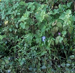 Browallia americana