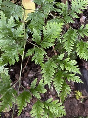 Pteris macilenta