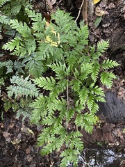 Pteris macilenta
