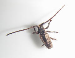Discolops strigicollis