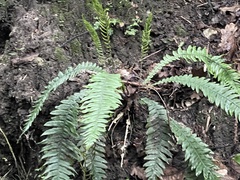 Blechnum chambersii