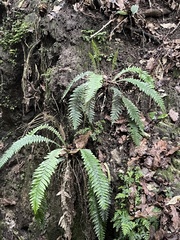 Blechnum chambersii