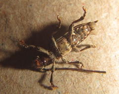Discolops strigicollis
