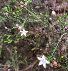 Philotheca angustifolia