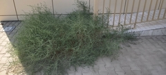 Caroxylon imbricatum