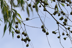 Codonocarpus attenuatus