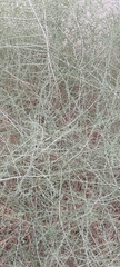Caroxylon imbricatum