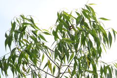 Codonocarpus attenuatus
