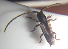 Discolops strigicollis