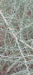 Caroxylon imbricatum