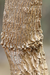 Codonocarpus attenuatus