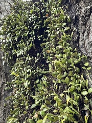 Pyrrosia eleagnifolia