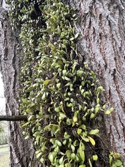 Pyrrosia eleagnifolia
