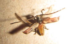 Discolops strigicollis