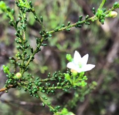 Philotheca angustifolia
