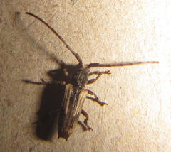 Discolops strigicollis