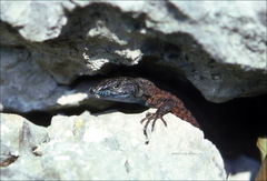 Algyroides nigropunctatus